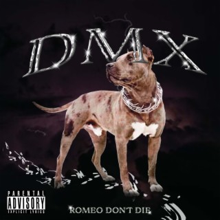 DMX lyrics | Boomplay Music