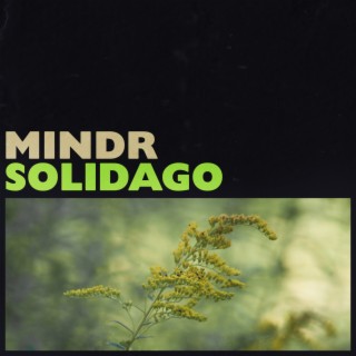 Solidago