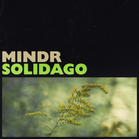 Solidago | Boomplay Music