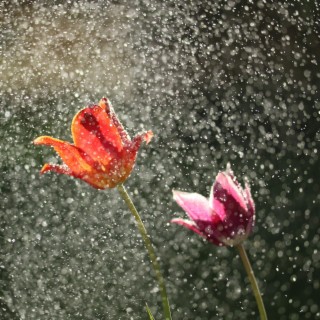 Spring rain