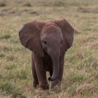 Baby Elephant Tries to Scare Tourists