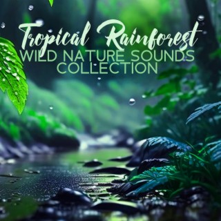 Tropical Rainforest – Wild Nature Sounds Collection, Soothing Music for Deep Sleep and Relaxation Meditation (Rain,Thunderstorm & Birds)