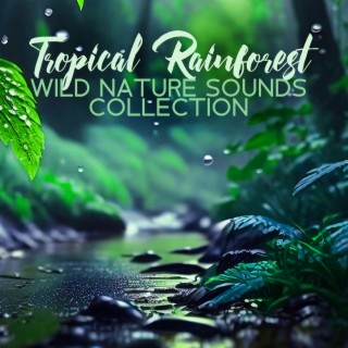 Calming Nature Sounds for Relaxation, Meditation, Deep Sleep with Music:  Stress Relief, Soothing New Age Sounds, Music to Calm Down, Singing Birds,  Ocean Waves, Forest Sounds, Relaxing Rain, Music for Healing 