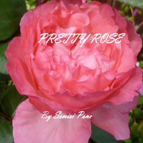 Pretty Rose