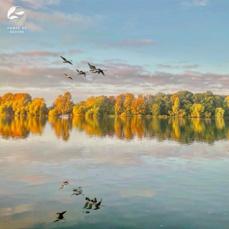 Water Stream Noise and Birds Singing ft. Zambezi Sounds | Boomplay Music