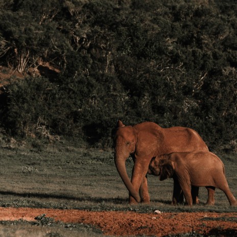 Baby Elephants love to cuddle | Boomplay Music