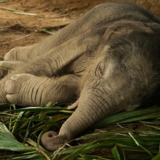 Cute Baby Elephant!