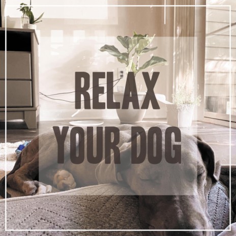 Relaxing Song for Dog | Boomplay Music