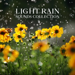 Light Rain Sounds Collection: Brings You Relaxation and Sleep