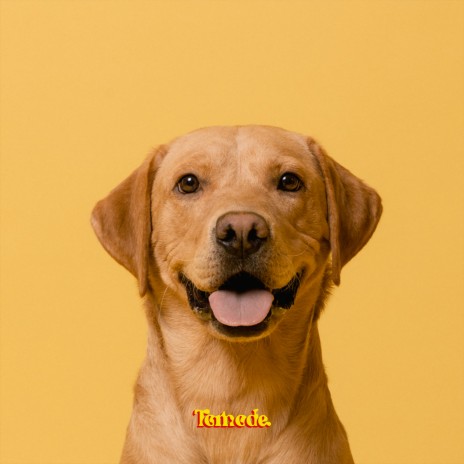 Golden Retriever | Boomplay Music