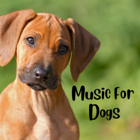 Background Music for Pets ft. Music For Dogs Peace, Relaxing Puppy Music & Calm Pets Music Academy | Boomplay Music