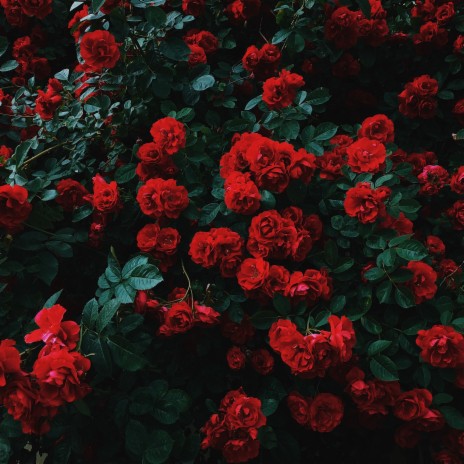 Roses By My Pillow | Boomplay Music