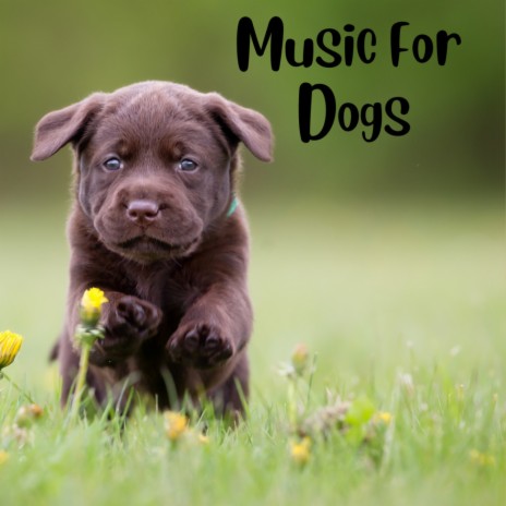 Doggy Day Dreams ft. Music For Dogs Peace, Relaxing Puppy Music & Calm Pets Music Academy | Boomplay Music