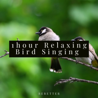 Relaxing Bird Singing