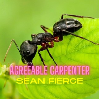 Agreeable Carpenter