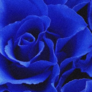 BLUE ROSES