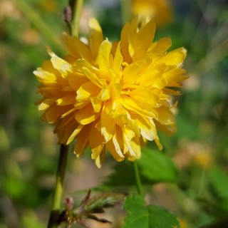 Face Of A Flower