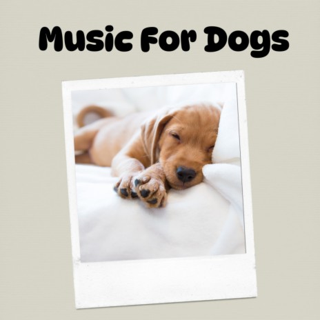 Healing Ambience ft. Music For Dogs Peace, Relaxing Puppy Music & Calm Pets Music Academy | Boomplay Music