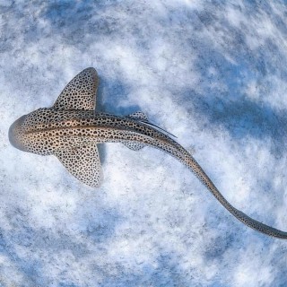 Leopard Shark