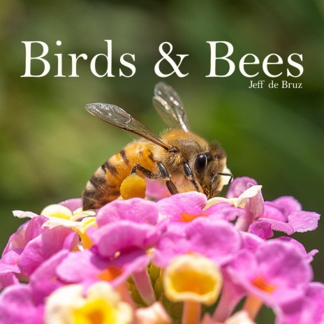 Birds & Bees | Boomplay Music