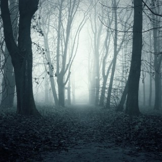 creepy forest