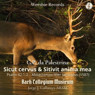 Sicut cervus & Sitivit anima mea