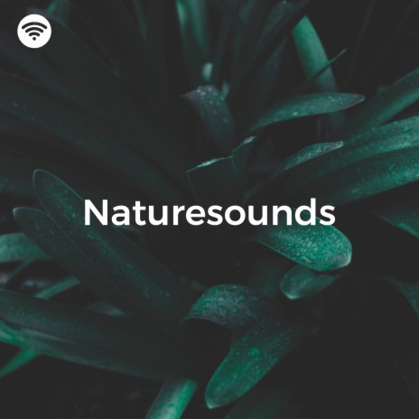 Dreaming in the Forest ft. Forest Sounds & Bird Sounds | Boomplay Music