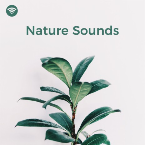 Mystical Melodies of Nature ft. Nature Sounds Nature Music & Sleep Sounds of Nature | Boomplay Music