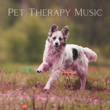 Rain Sounds for Dogs | Boomplay Music