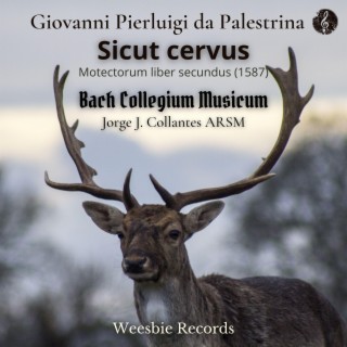 Sicut cervus