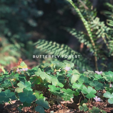 Butterfly Forest | Boomplay Music
