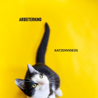 Katzenvideos