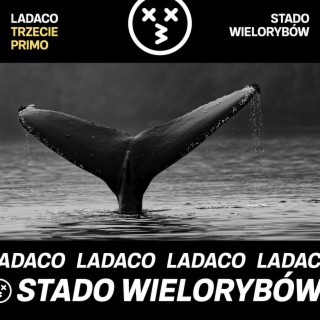 Stado wielorybów