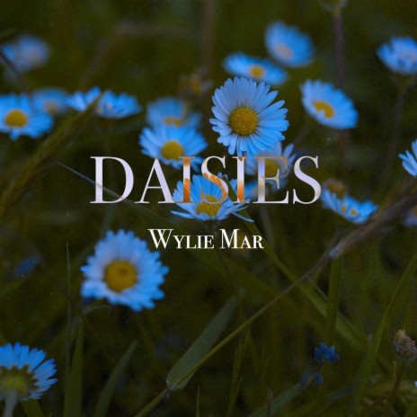 Daisies | Boomplay Music