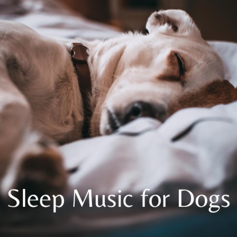 Calm Puppy Music ft. Music for Dog's Ears & Dog Music Club