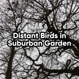 Distant Birds in Suburban Garden