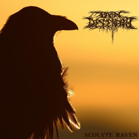 Acolyte Raven | Boomplay Music