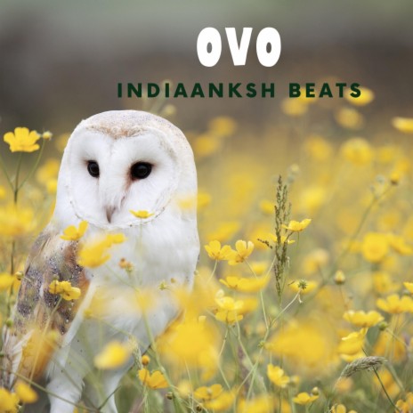 OVO | Boomplay Music