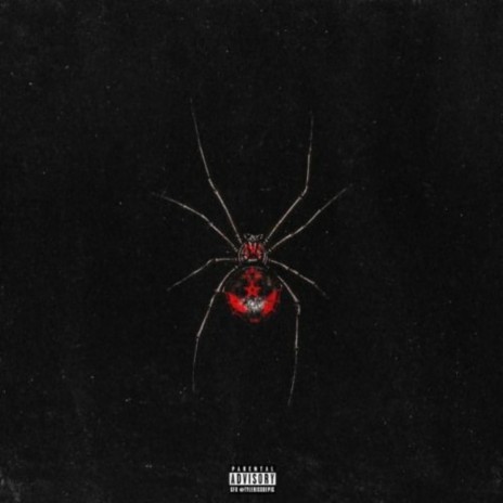 Spider Web | Boomplay Music