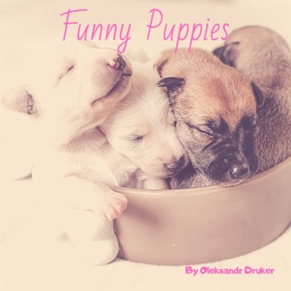 Funny Puppies