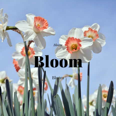 Bloom | Boomplay Music