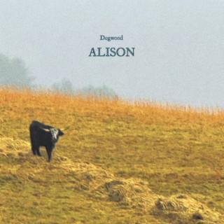 Alison lyrics | Boomplay Music