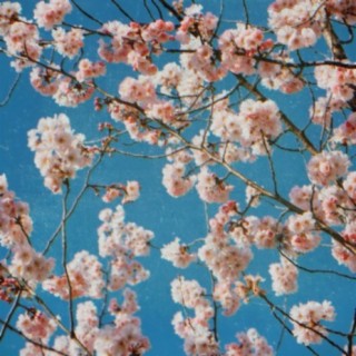 cherry blossom origami