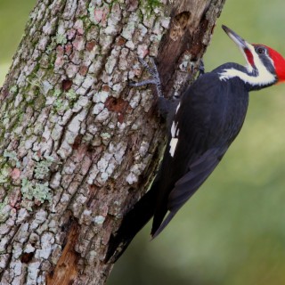 The Woodpecker Song