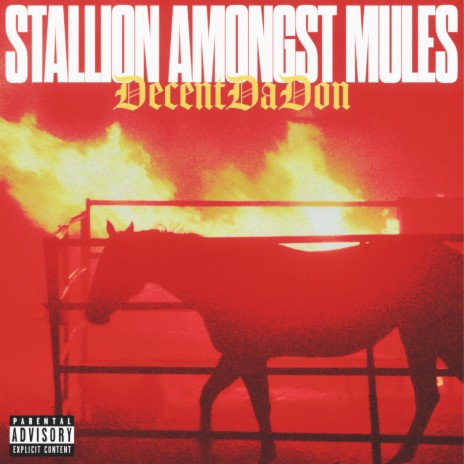 Stallion Amongst Mules