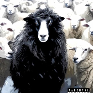 Black Sheep