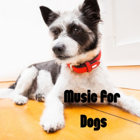 Soothing Night Time ft. Music For Dogs Peace, Relaxing Puppy Music & Calm Pets Music Academy | Boomplay Music