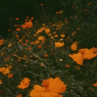 Marigold