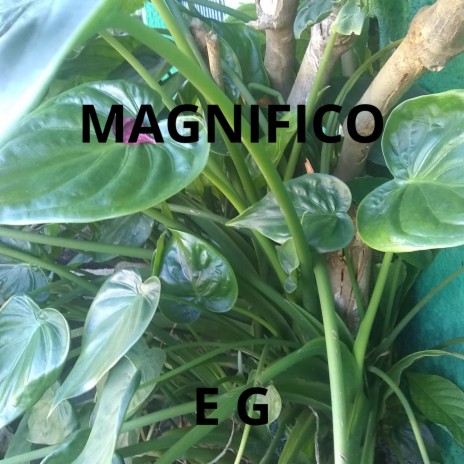 MAGNIFICO