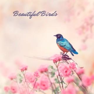 Beautiful Birds